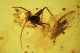 Detailed Fossil Spider (Araneae) & Plant In Baltic Amber #120691-1